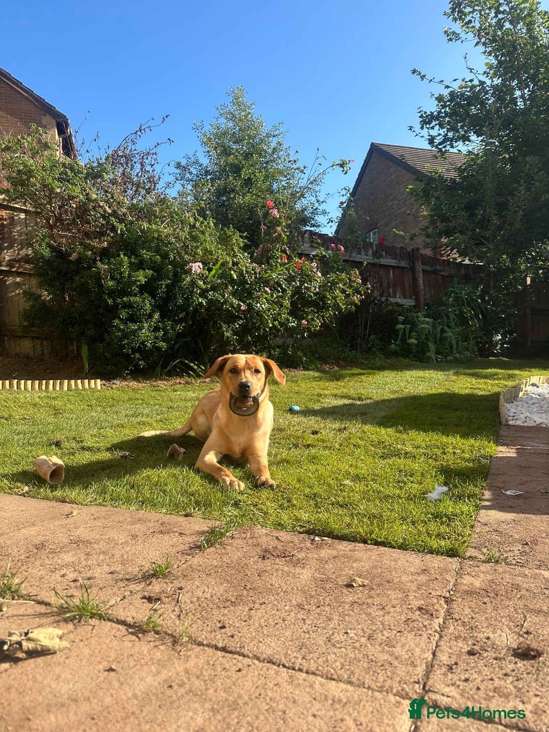 Golden Retriever dogs for sale: Golden Labrador  - Image 1