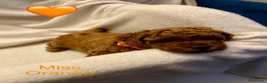 Toy Poodle 2