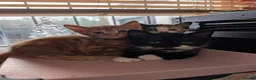 Mixed Breed cats for sale: 5 kittens looking for new homes - Advert 7