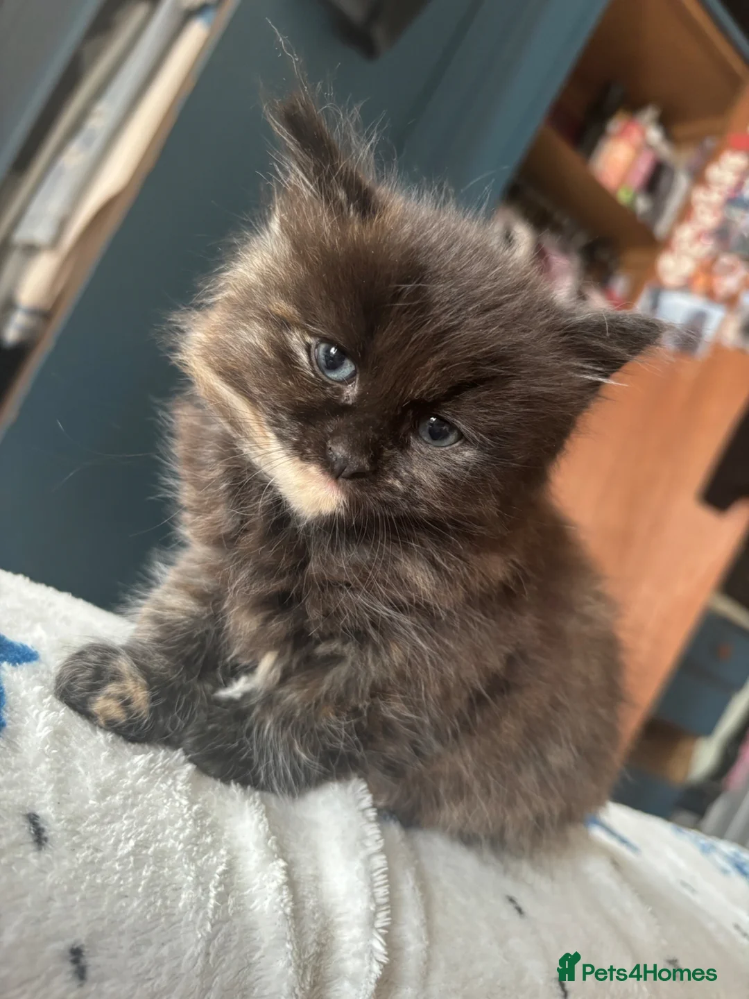 Mixed Breed cats for sale: Female tortashell long hair kitten 8 weeks  - Advert 4