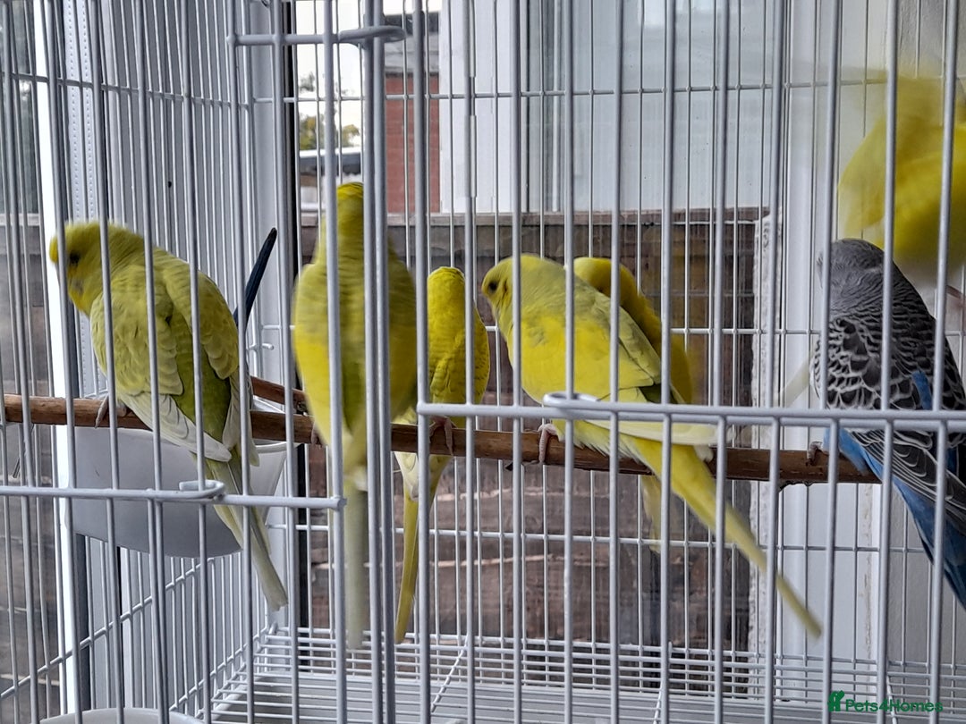 Budgerigars birds for sale: Budgies for sale - Image 5
