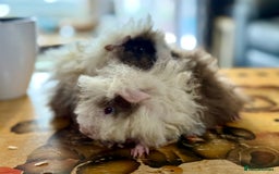 Guinea Pig rodents for sale: Pair of boys and pair of girls  - Image 3