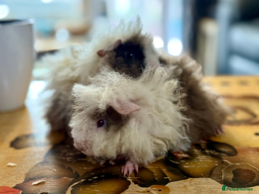 Guinea Pig rodents for sale: Pair of boys and pair of girls  - Image 3