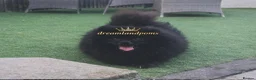 Pomeranian dogs for stud: top quality 5kg/3kgstud!chocolatemerle&fullblack🔥 - Advert 10