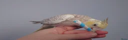 Cockatiels birds for sale: Hand reread silly tame DNA sexed baby cockatiels  - Advert 3