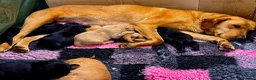 Labrador Retriever dogs for sale: Exceptional RKC Reg Labrador puppies - Advert 4