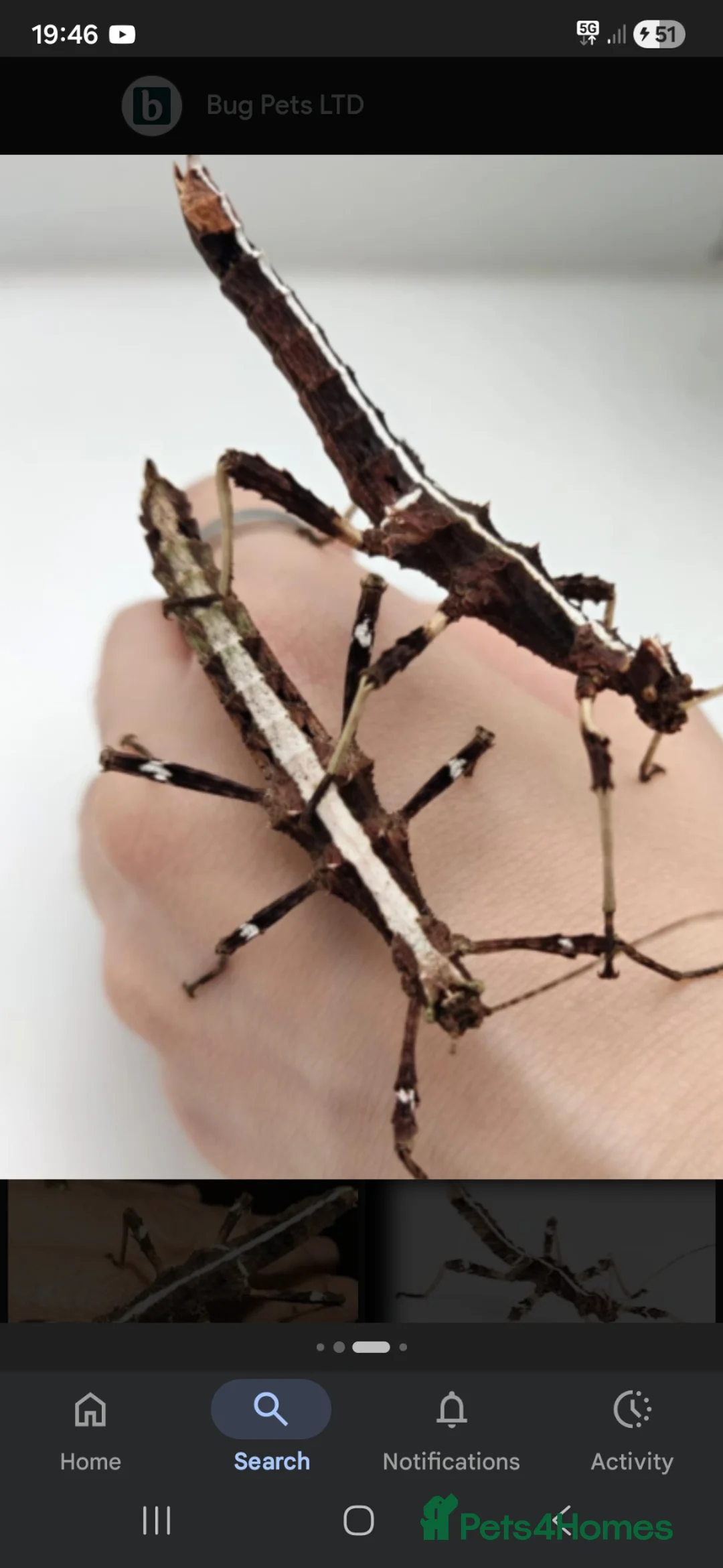 Stick Insects invertebrates for sale: Mixed stick insects and cage - Advert 2
