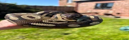 Python Snake reptiles for sale: Friendly ball python unusual markings! - Advert 2