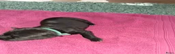 Staffordshire Bull Terrier dogs for sale: 7 Beautiful KC blue and black puppies 4 girl 3 boy in Walsall - Advert 24