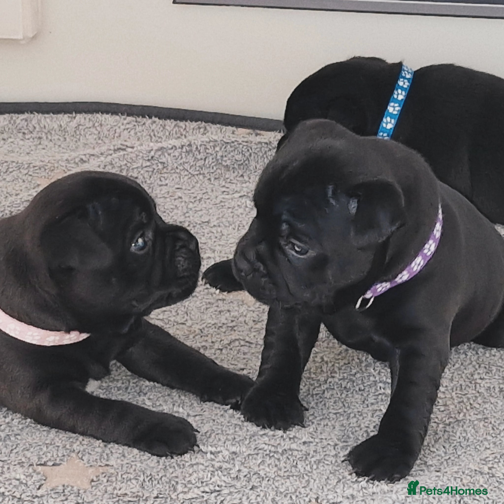 Staffordshire Bull Terrier dogs Kassius Staffordshire bull terrier pups for sale  - Advert 2