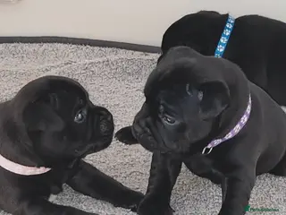Staffordshire Bull Terrier dogs Kassius Staffordshire bull terrier pups for sale - Advert 2