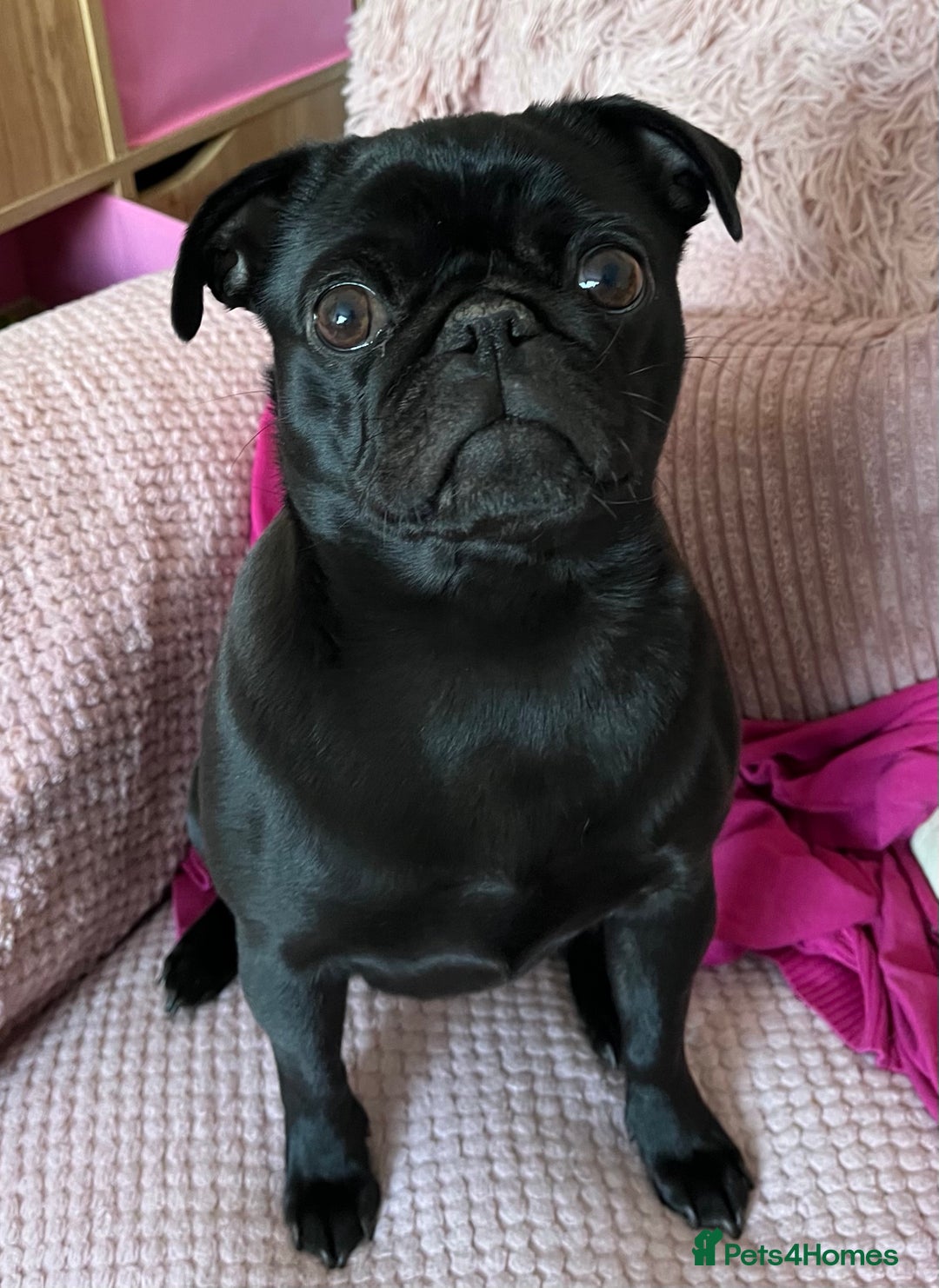 Pug dogs for sale: Beautiful Black Pug Girl looking for forever home  - Advert 5