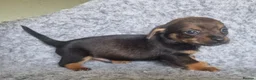 Mixed Breed dogs for sale: Minature Merle Dachshund x Puppies - Advert 4