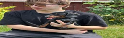 Miniature Dachshund dogs for sale: KC MINI DACHSHUND BLACK TAN GIRLS - Advert 4