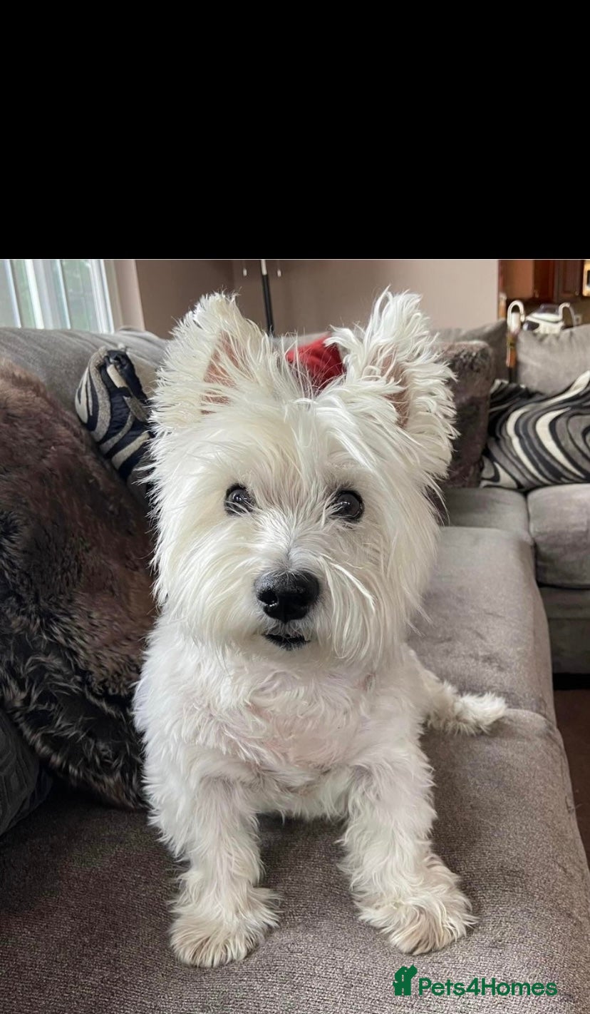 West Highland Terrier dogs for sale: Beautiful Westies - Advert 17