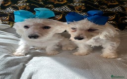 Maltipoo dogs for sale: BEAUTIFUL MALE MALTIPOOS READY NOW  in Kettering - Image 6