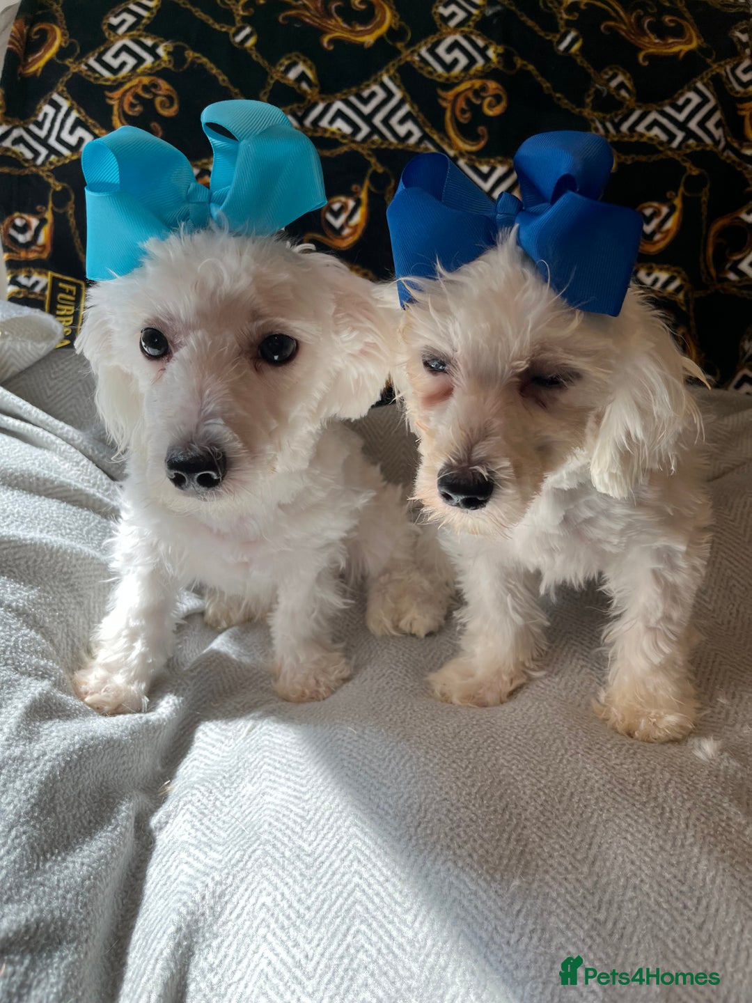 Maltipoo dogs for sale: BEAUTIFUL MALE MALTIPOOS READY NOW  in Kettering - Image 6