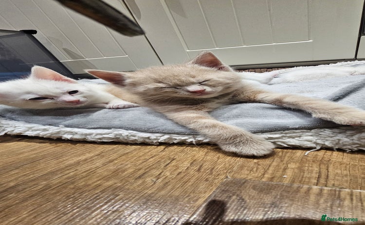 Mixed Breed cats - Advert 9