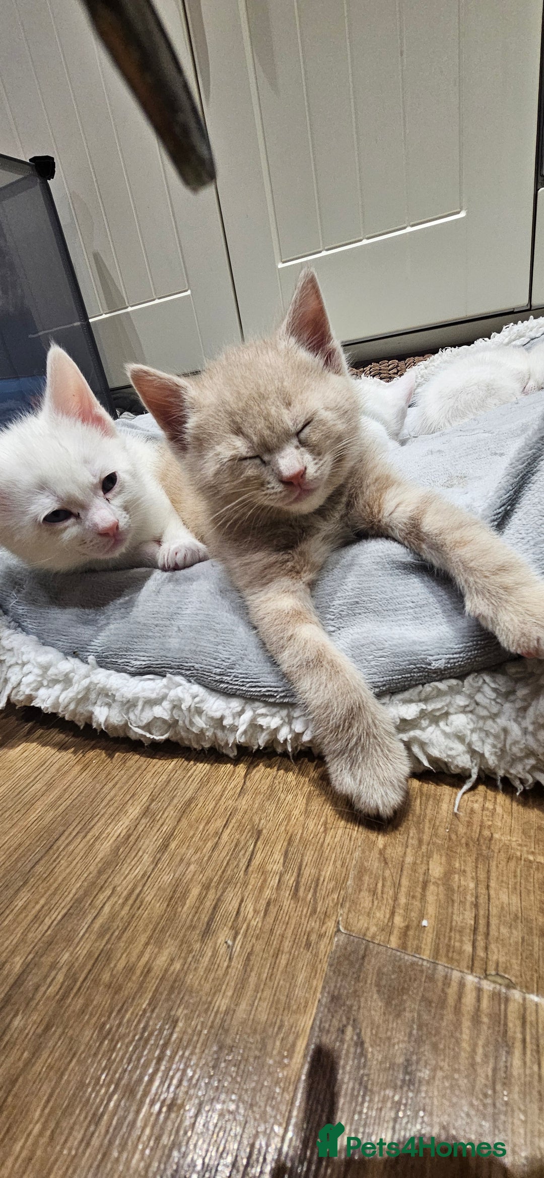 Mixed Breed cats for sale: Scottish straight cross kittens - Image 1