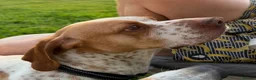 Mixed Breed dogs for adoption: Oscar: A Gentle Young Boy with the Wagging Tail ❤️ in Maidstone - Advert 2