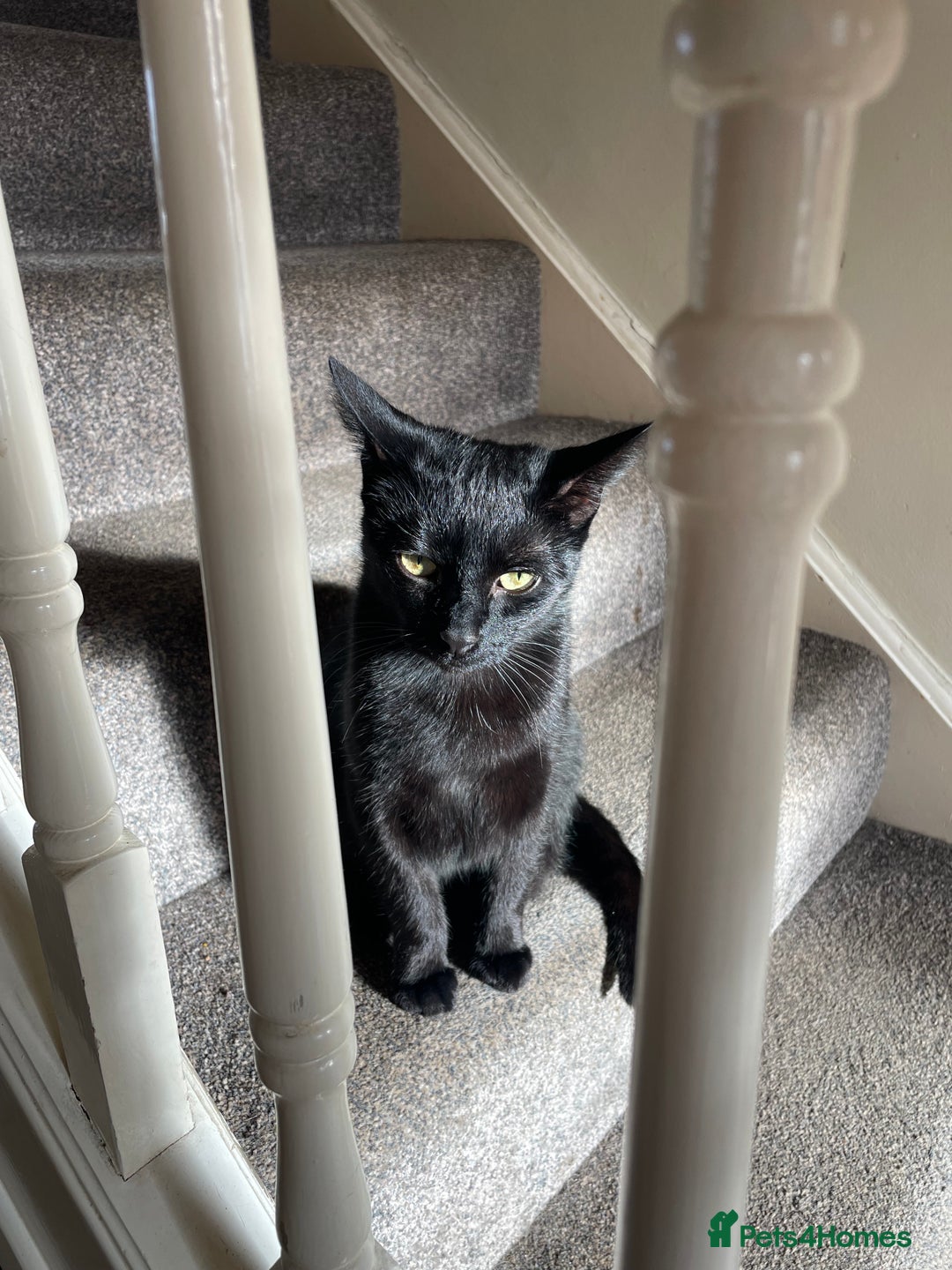 Domestic Shorthair cats for sale: 2 black cat sisters  - Image 4