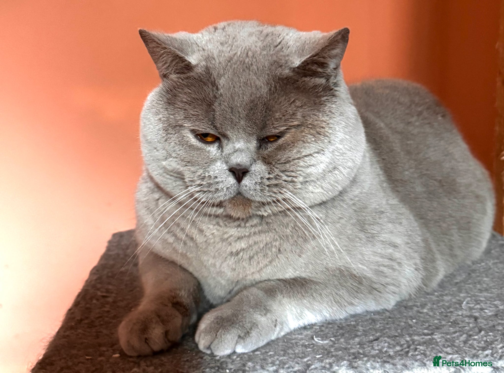 British Shorthair cats Stunning lilac boy for stud, active GCCF andTICA! - Advert 10