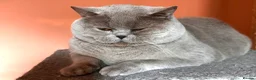 British Shorthair cats for stud: Stunning lilac boy for stud, active GCCF andTICA! - Advert 2