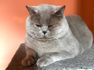 British Shorthair cats Stunning lilac boy for stud, active GCCF andTICA! - Advert 10