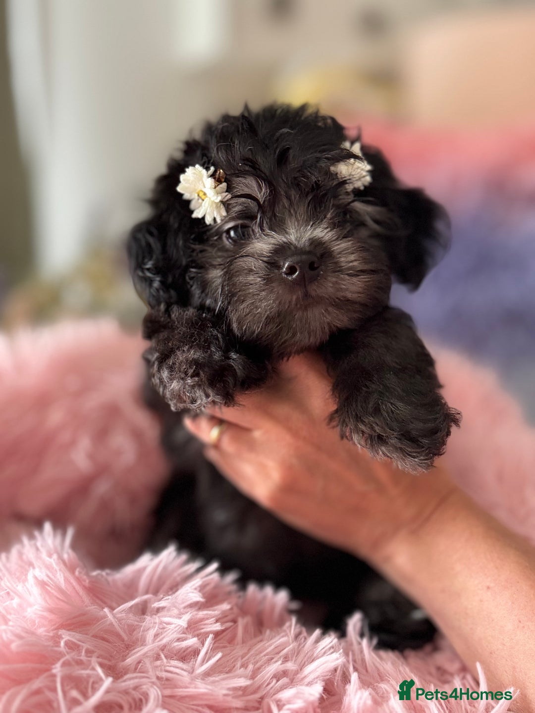 Maltipoo dogs for sale: 🩵Last Top Quality Rare Korean/Asian F1 Maltipoo🩵 in Bathgate - Image 4