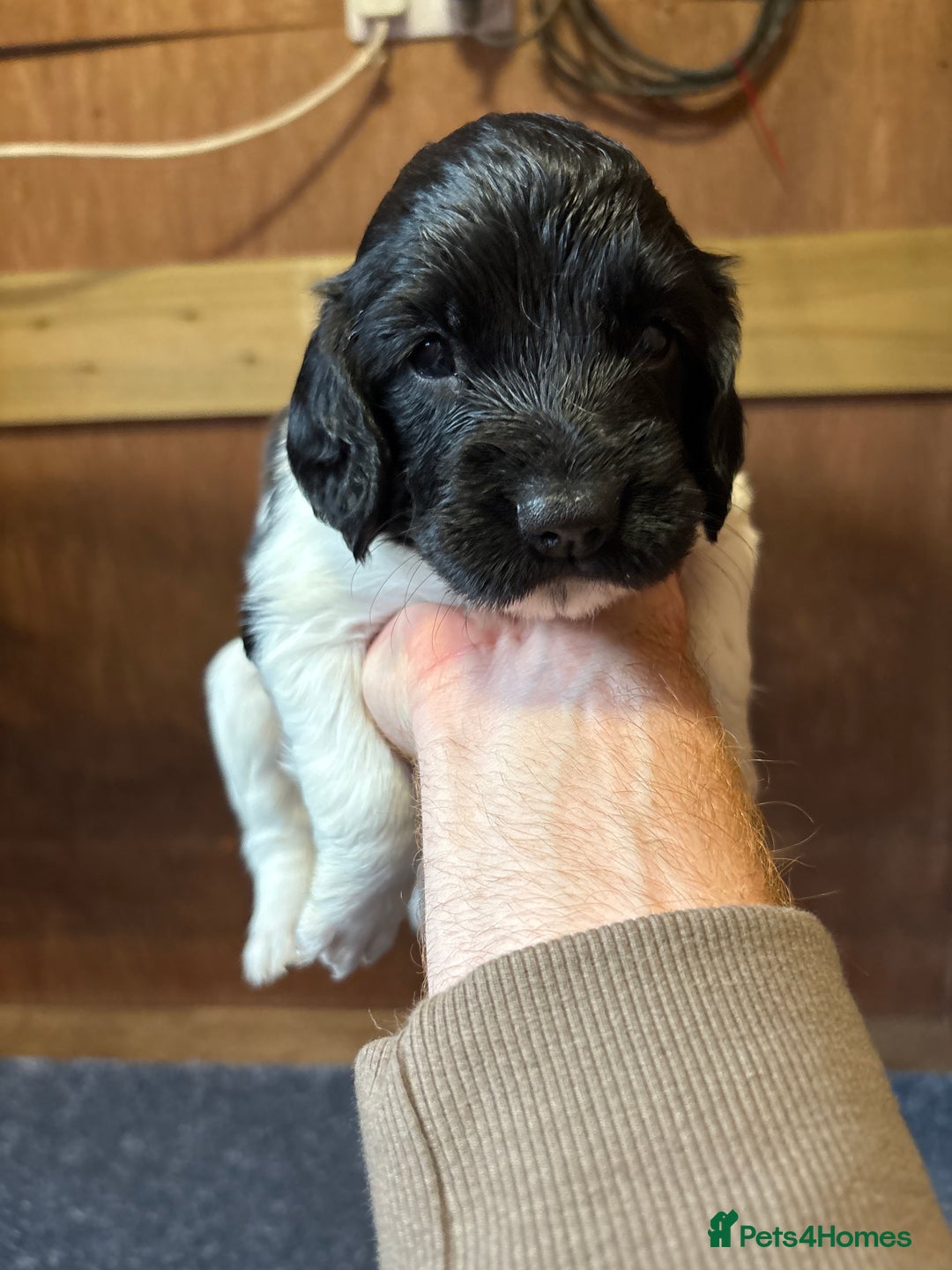 Sprocker dogs for sale: Beautiful Sprocker Spaniel puppies  - Image 11