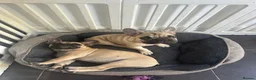 French Bulldog dogs for sale: Female fawn coat and a black mask. - Advert 40