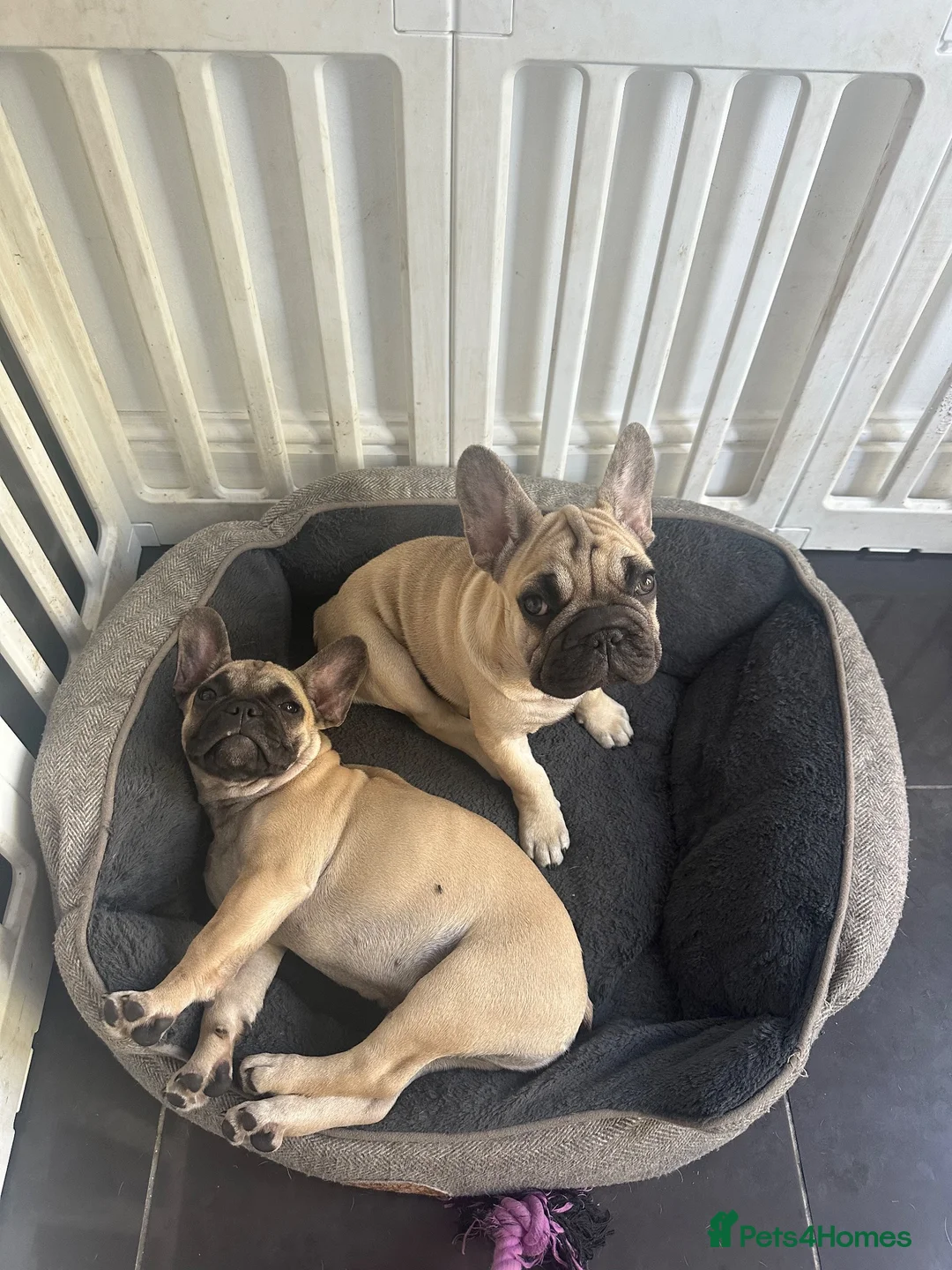 French Bulldog dogs for sale: Female fawn coat and a black mask. - Advert 40