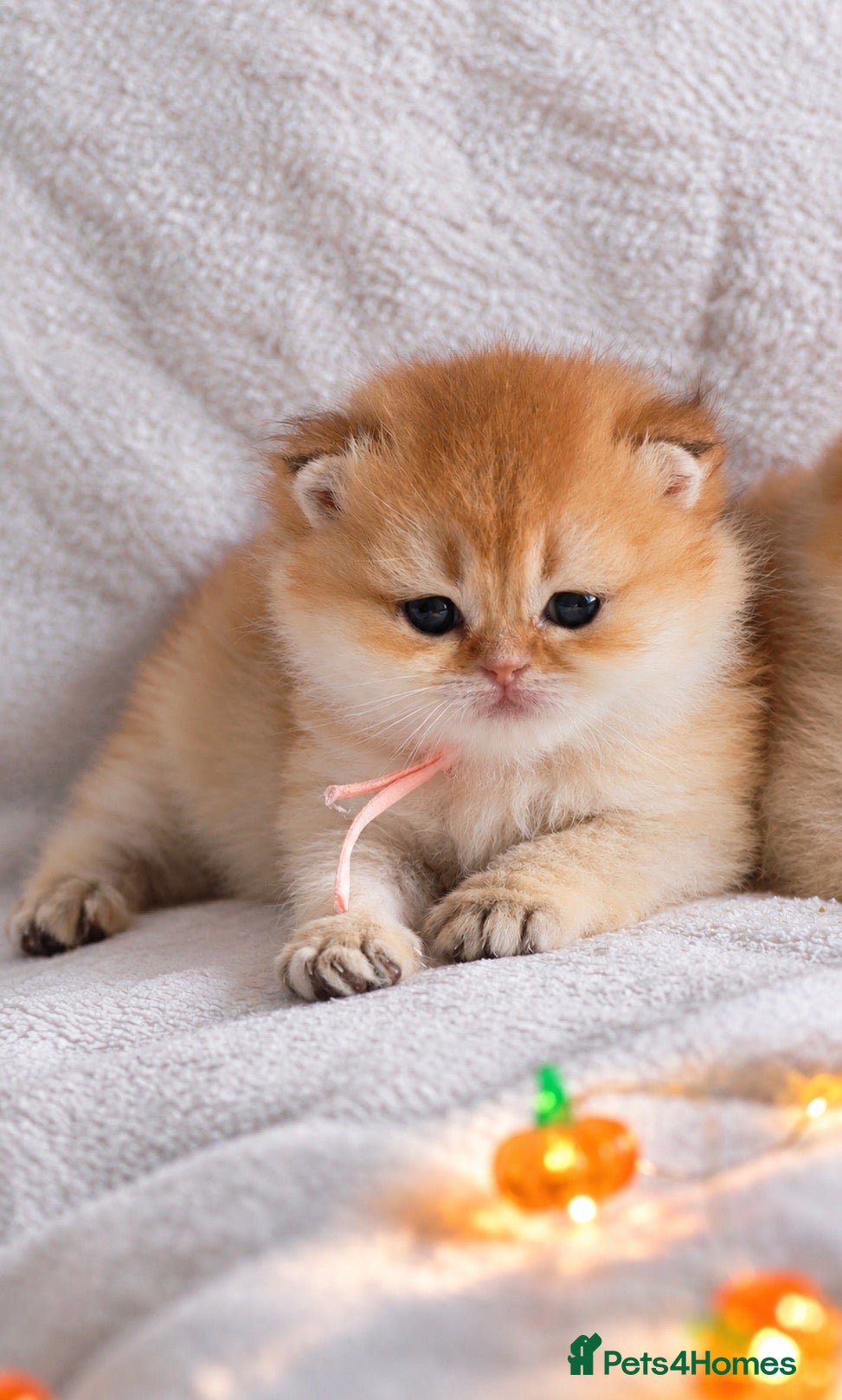 British Shorthair cats ✨Exclusive Golden BSH babies teddy bear type🧸✨ - Advert 2