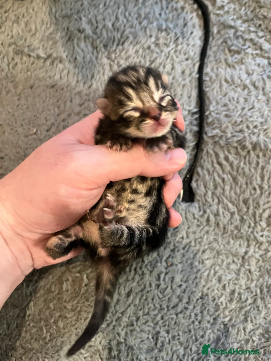 Mixed Breed cats for sale: 5 Adorable Tabbies & Black Luna kittens  in Waltham Cross - Advert 2