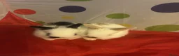 Mixed Breed rabbits for sale: 3 Mini lion lops  - Advert 8