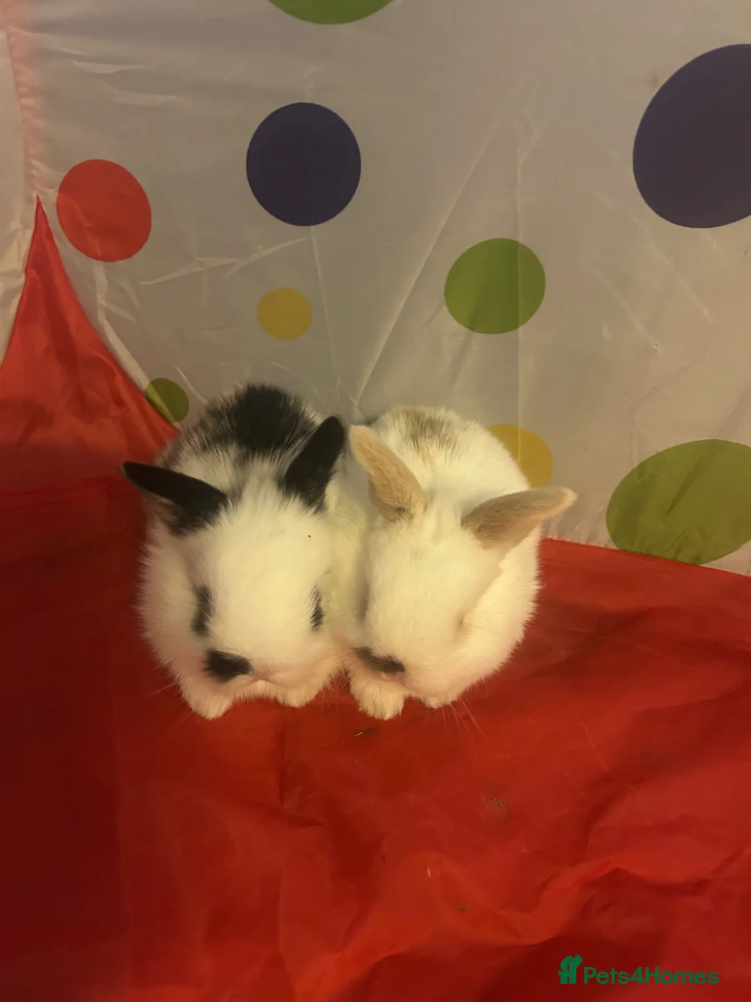 Mixed Breed rabbits for sale: 3 Mini lion lops  - Advert 8
