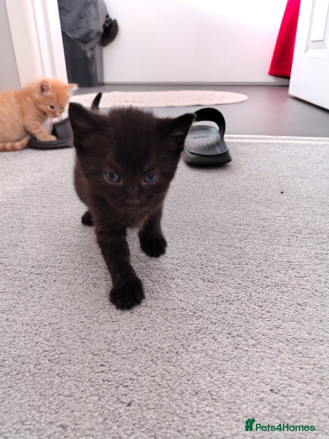 Mixed Breed cats for sale: Mixed breed Tabbies  - Image 11
