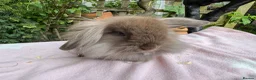Mini Lop rabbits for sale: Beautiful mini lops for sale and 1 Lionlop  - Advert 10