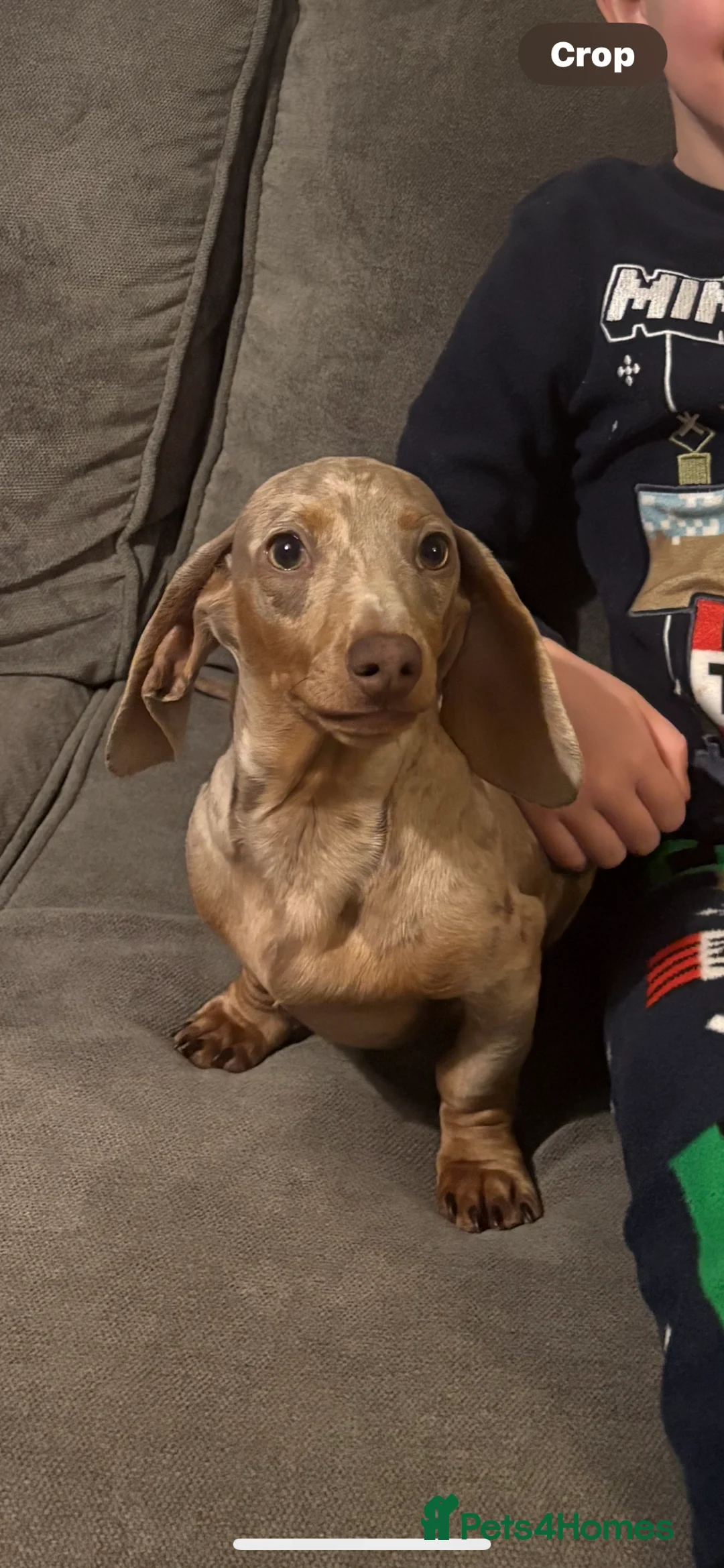Miniature Dachshund dogs for sale: Female minuture dachshund  - Advert 3