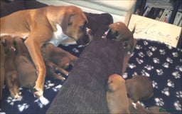 Boxer dogs for sale: Ready To Leave - Boxer Puppy - Image 2