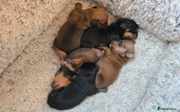 Miniature Dachshund dogs for sale: Miniature Dachshunds Seeking Forever Homes - Image 14