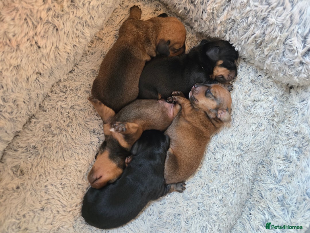 Miniature Dachshund dogs for sale: Miniature Dachshunds Seeking Forever Homes - Image 14