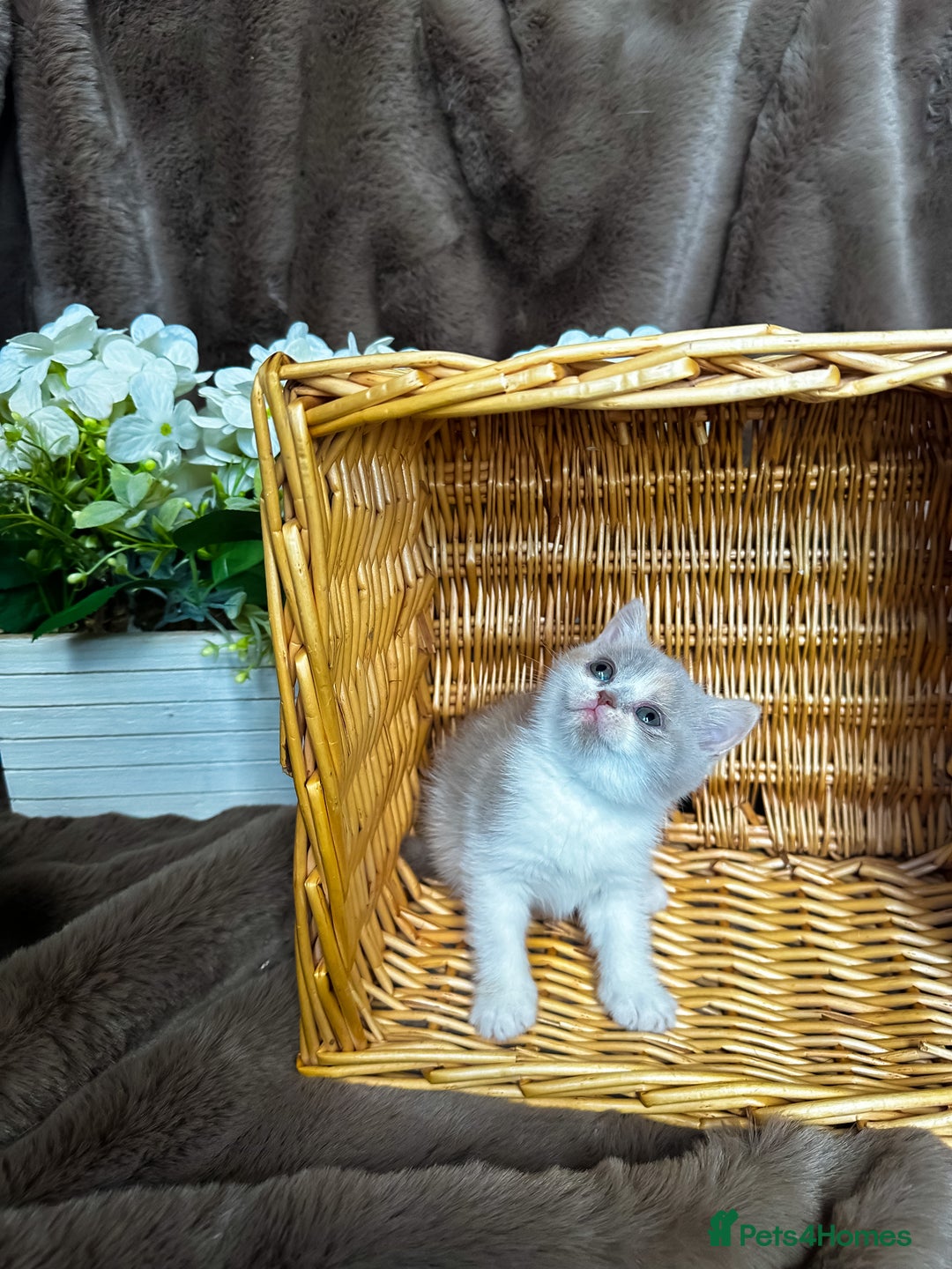 British Shorthair cats for sale: Tica reg 🌈 10colours British shorthair kittens  - Image 22