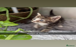 Mixed Breed cats for sale: Beautiful Mixed Breed kittens (plz see description - Image 2
