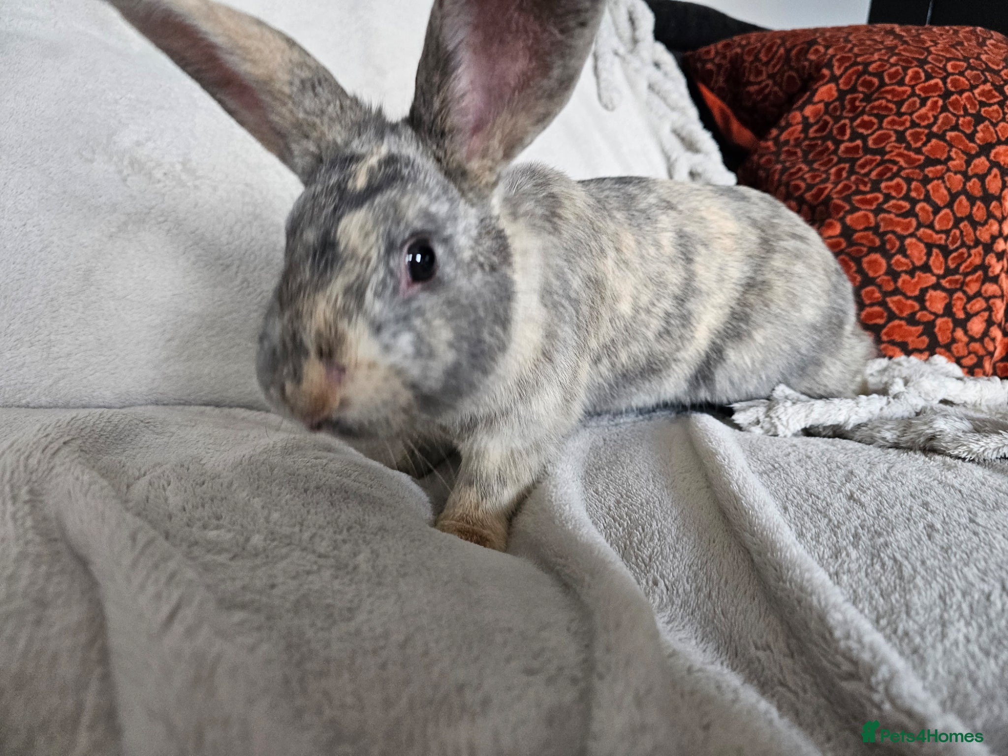 Mixed Breed rabbits Beautiful Male Rabbit “Jude” looking for new home - Advert 2
