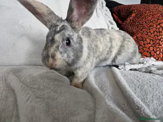 Mixed Breed rabbits Beautiful Male Rabbit “Jude” looking for new home - Advert 2