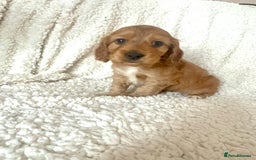 Cocker Spaniel dogs for sale: Show cocker spaniel pups ready 4th November  - Image 36
