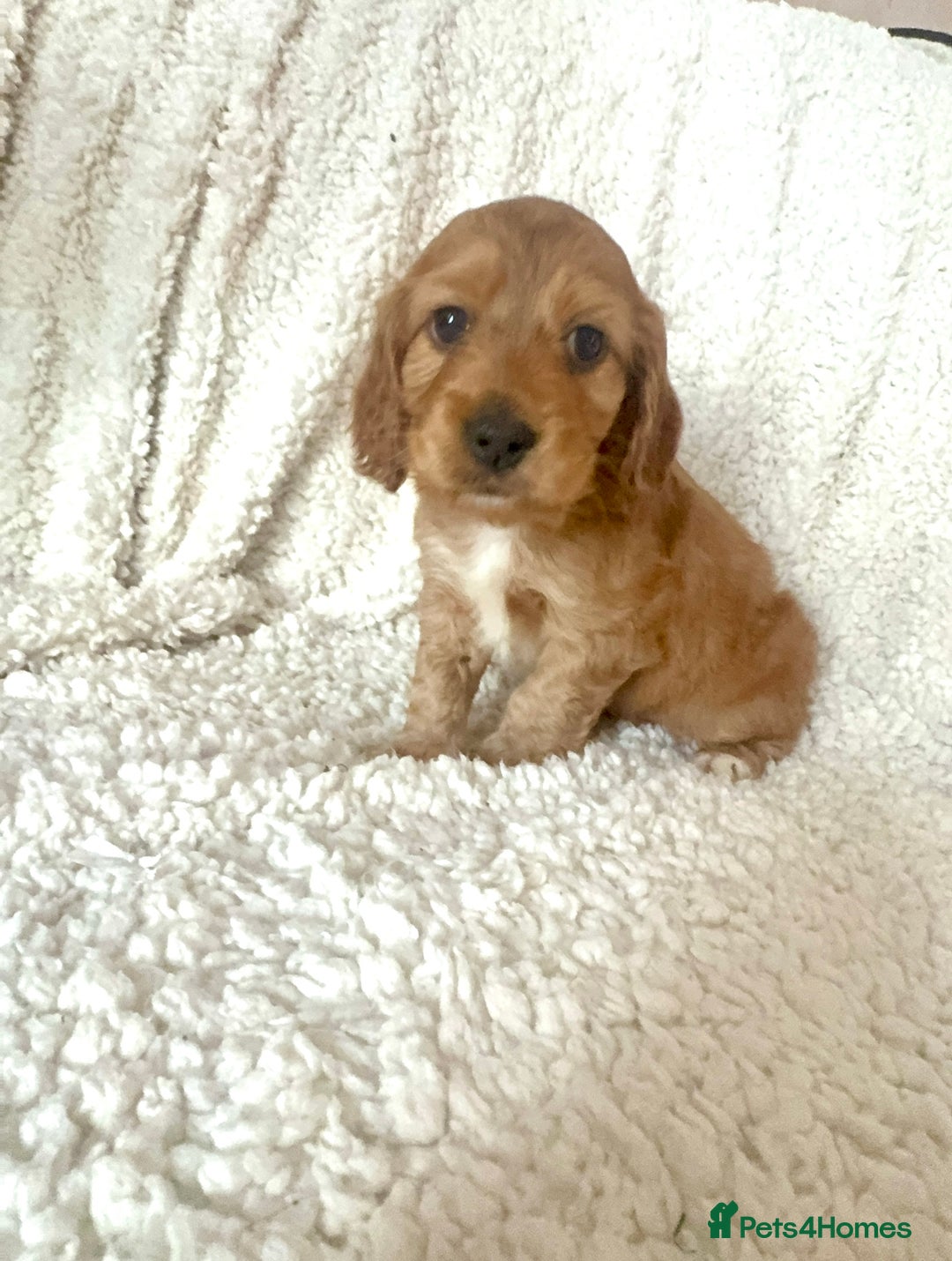 Cocker Spaniel dogs for sale: Show cocker spaniel pups ready 4th November  - Image 36