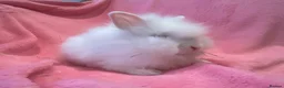 Lionhead rabbits for sale: Mini double maned lionheads  - Advert 7