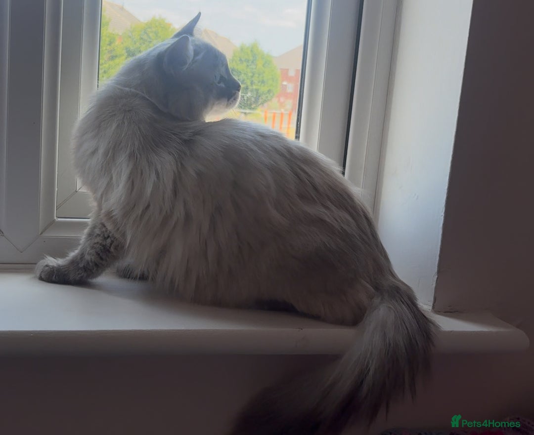 Ragdoll cats for sale: Rehoming this handsome Ragdoll male cross tabby - Image 11